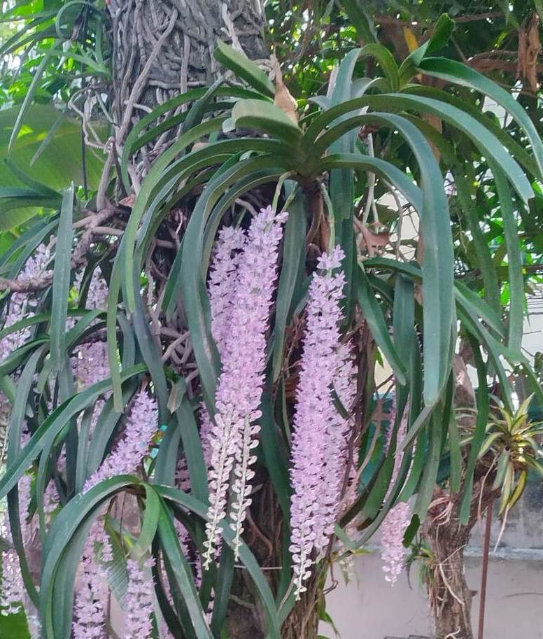 Foxtail Orchid