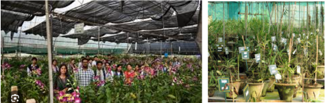 Orchidarium at Regional Plant Resource Center, Bhubaneswar (Training for Scholars)